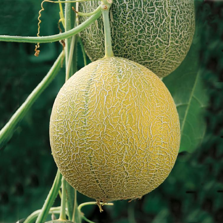 Plants de Souihla Maroc
